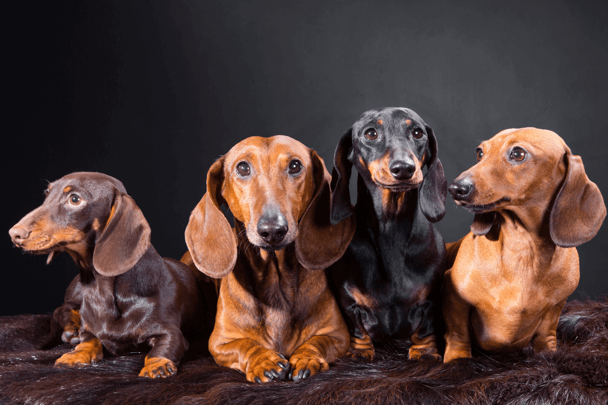 Nomes criativos para sua cachorra salsicha