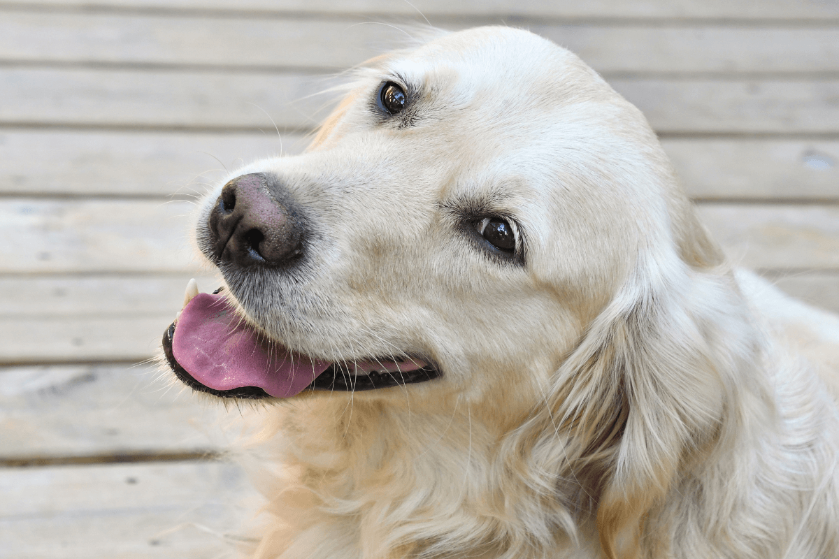 100 Nomes Encantadores para Cachorra Fêmea